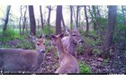 Deer in Van Buren County, Michigan farmland - LAND AUCTION - 194+/- ACRES OFFERED IN 5 TRACTS IN VAN BUREN COUNTY, MICHIGAN